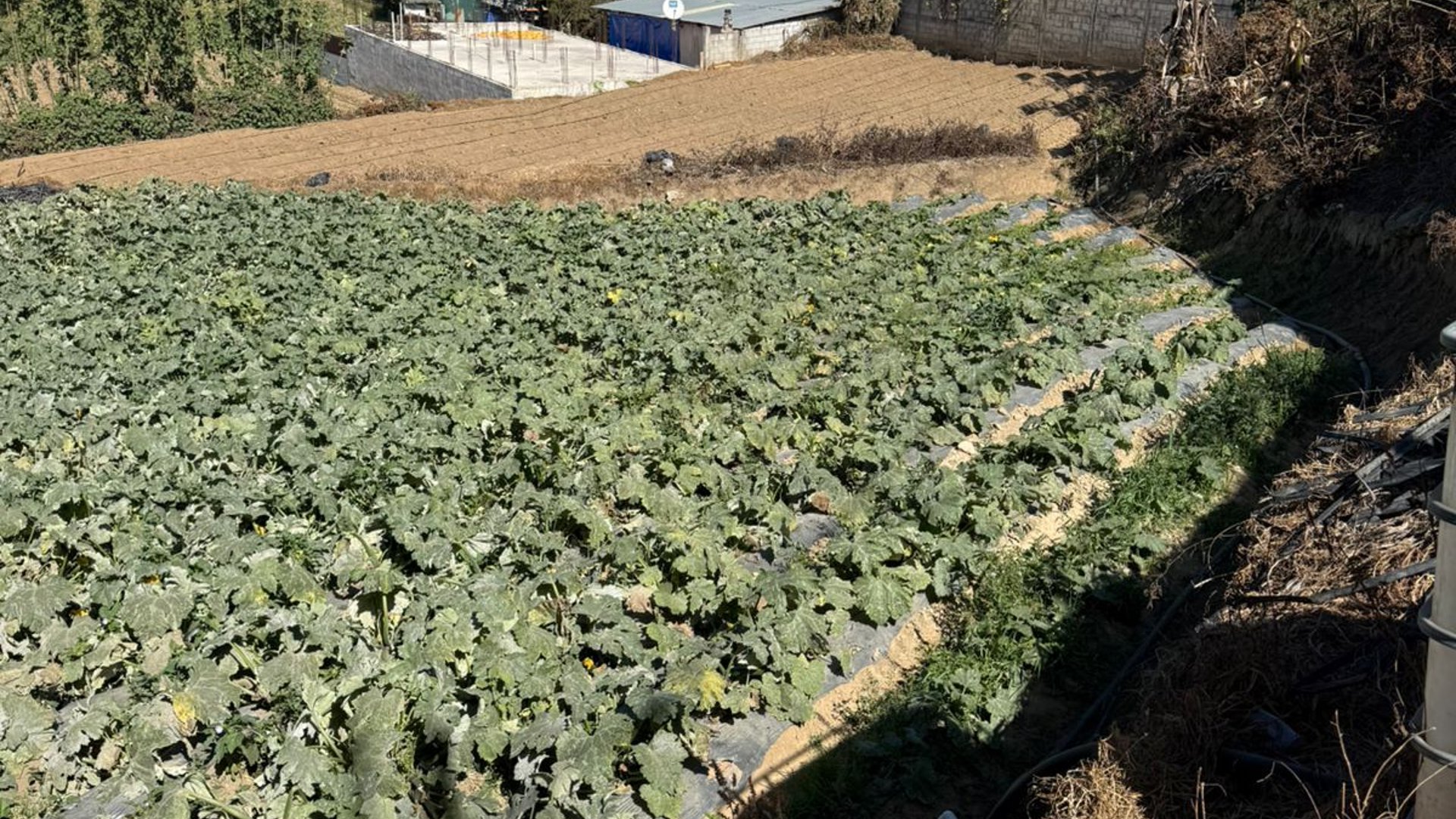 Terreno en Renta en Patzicia, Chimaltenango - Miniatura 7