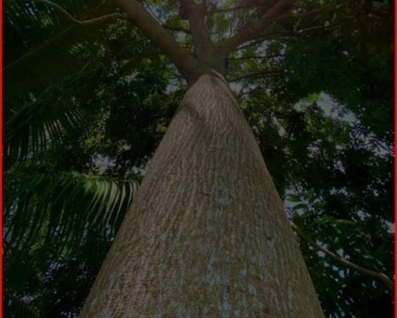 SE VENDE FINCA FORESTAL CERTIFICADA – GUATEMALA