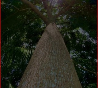 SE VENDE FINCA FORESTAL CERTIFICADA – GUATEMALA