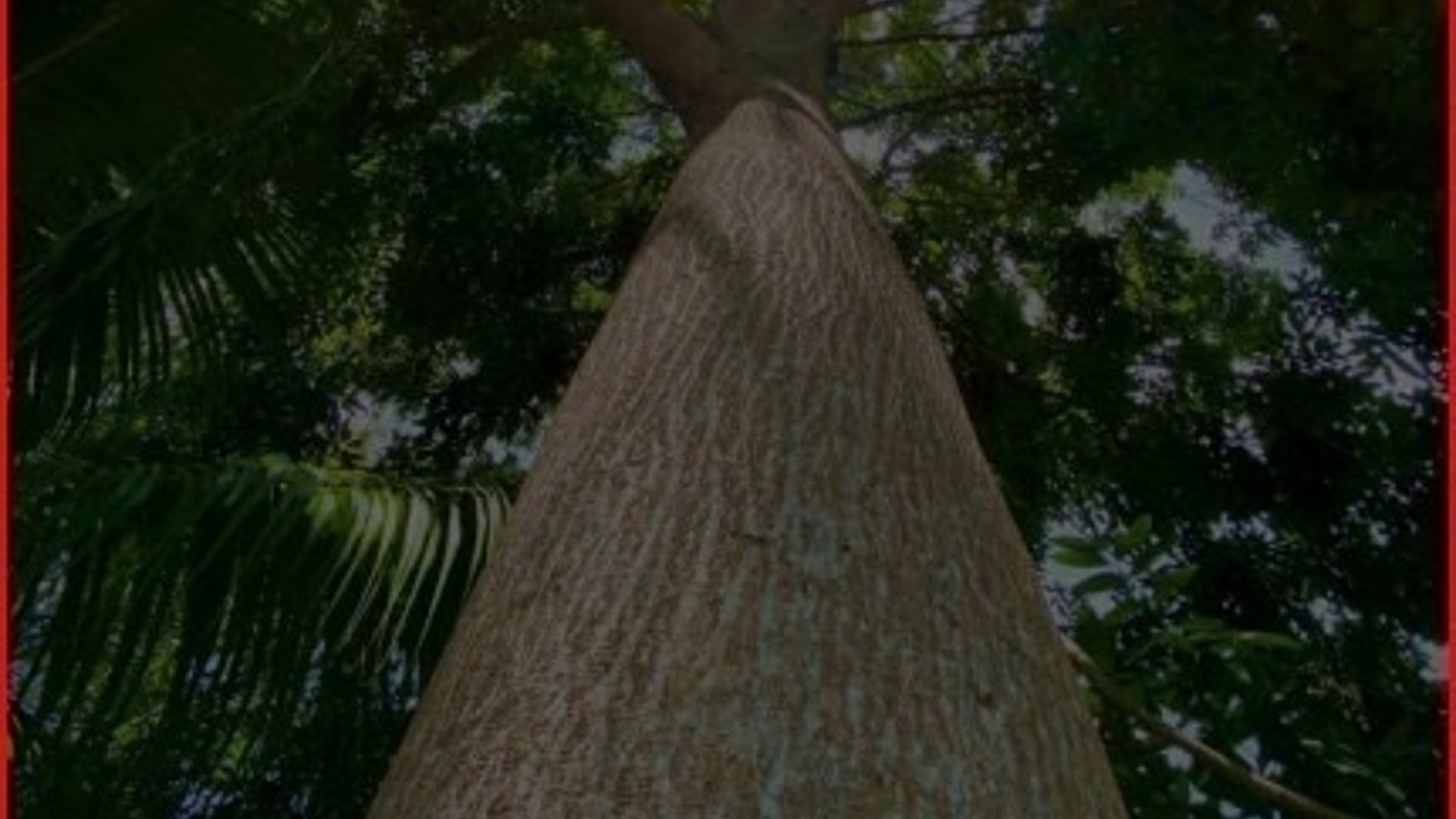 SE VENDE FINCA FORESTAL CERTIFICADA – GUATEMALA