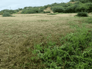 Terrenos en Venta en San Agustín Acasaguastlán, El Progreso - 2