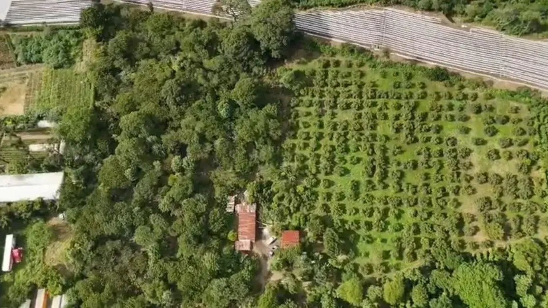 Finca Cafetalera en Renta En Amatitlan