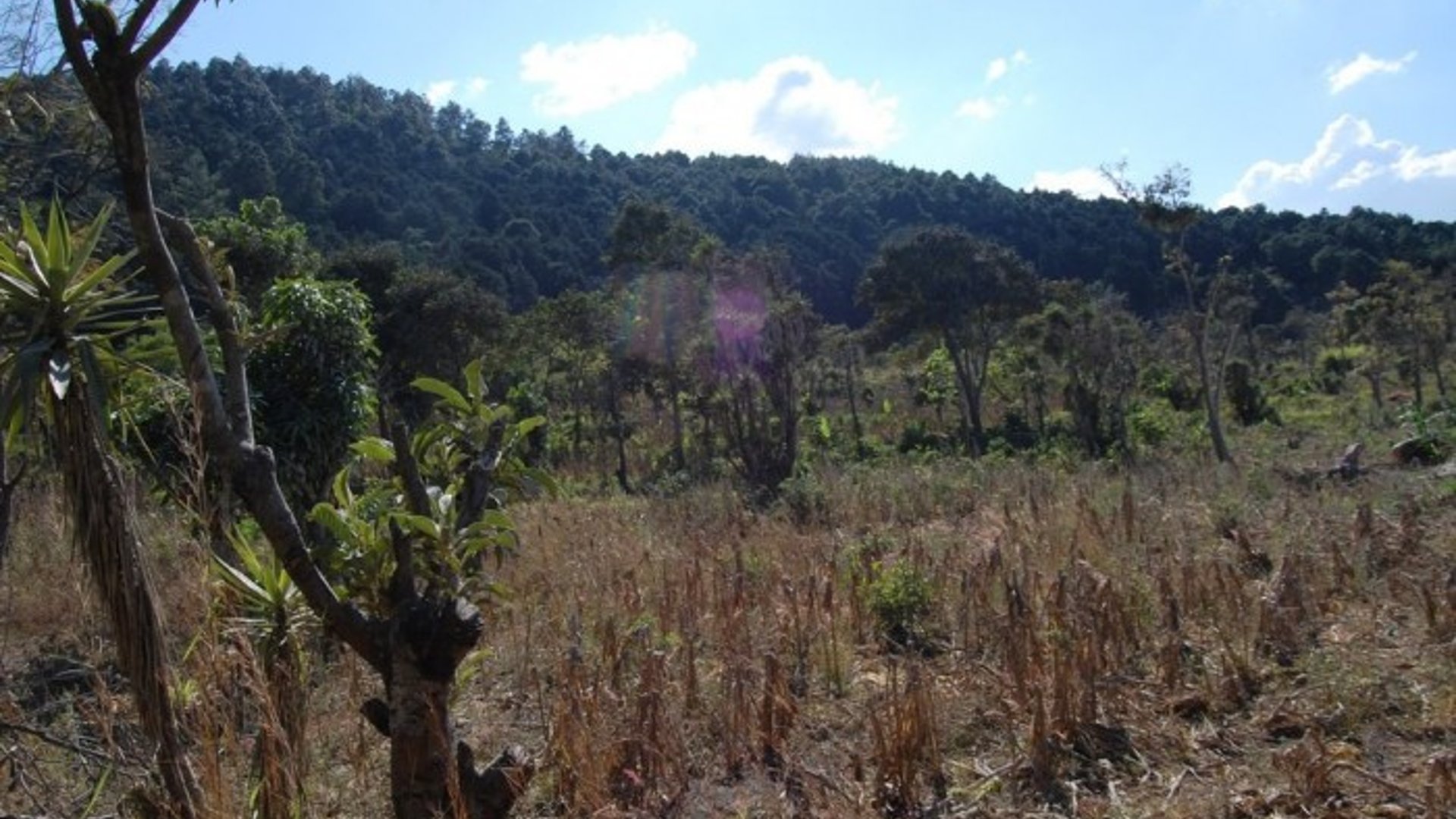 EXCELENTE FINCA EN VENTA SAN MIGUEL PETAPA SUR - Miniatura 3