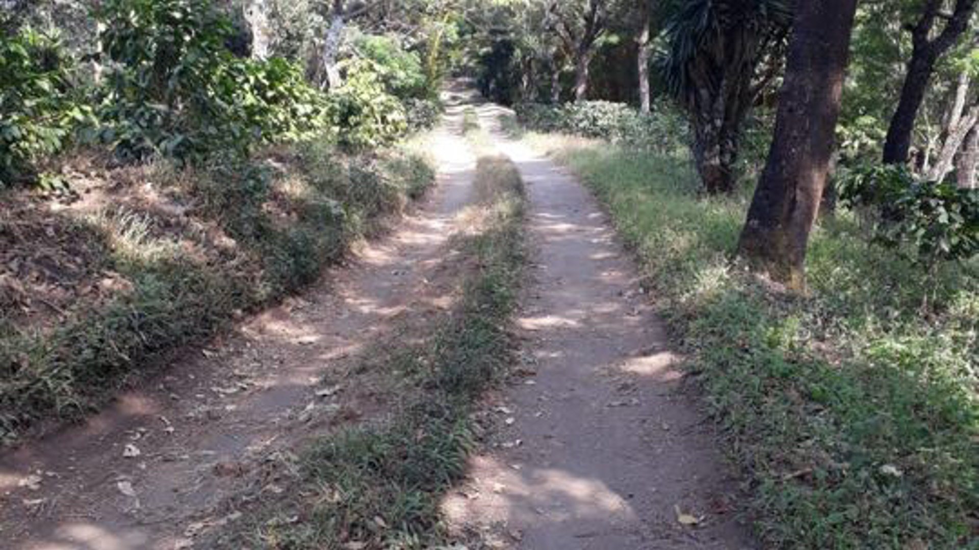 Vendo Finca para Café y Aguacate en Acatenango Chimaltenango  - Miniatura 2