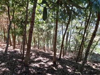 Oportunidad Propiedad En Venta Carretera a Yepocapa - 5