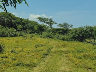 Finca de 113 Manzanas en venta Autopista Puerto Quetzal - 5