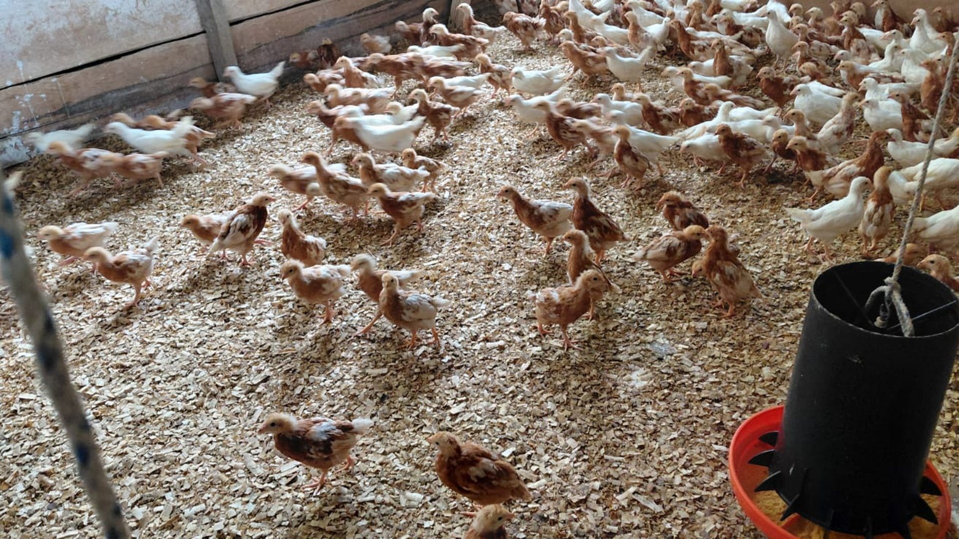 Granja en Venta en Cobán, Alta Verapaz  - Miniatura 16