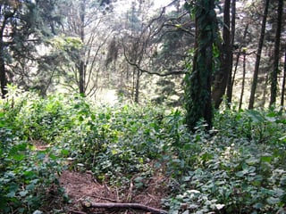 Terreno en venta, km 13.5 Carretera a El Salvador - 4