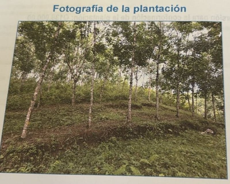 Finca de Hule en Venta en Izabal Guatemala