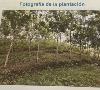 Finca de Hule en Venta en Izabal Guatemala