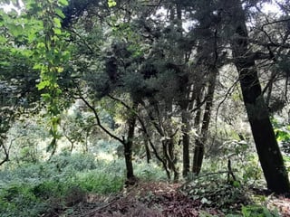 Terreno en Venta en Granja Buenos Aires - 4