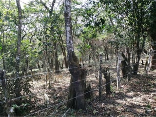 Terreno en Venta en Km 26.5 Carretera a El Salvador, 7.7 Manzanas  - Image 7