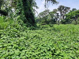 Terreno en Venta a Orilla de Calle en Coatepeque - 3