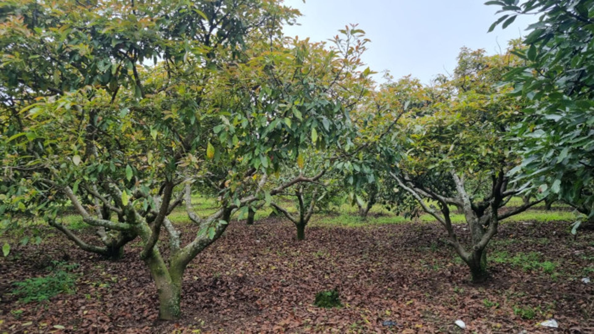 En venta finca aguacate Hass San Vicente Pacaya Esc - Miniatura 2