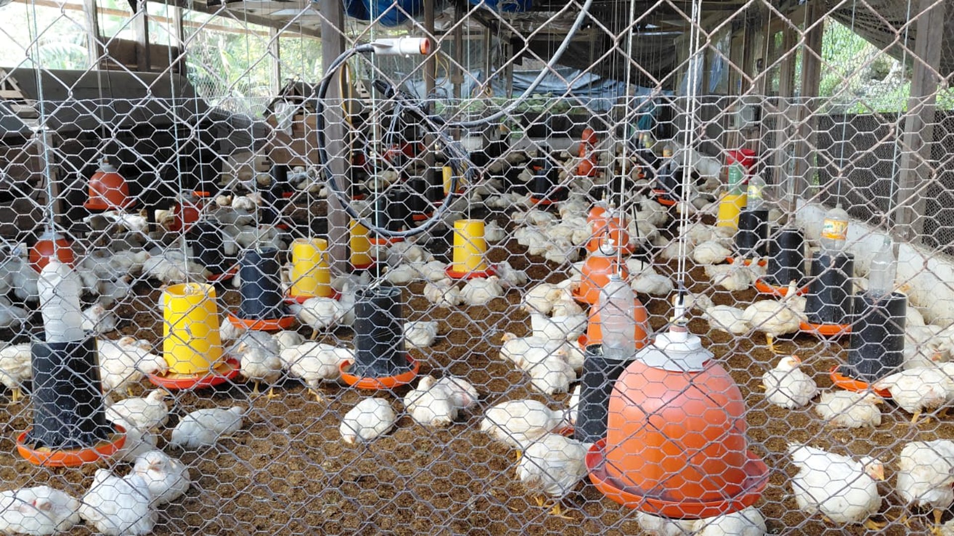 Granja en Venta en Cobán, Alta Verapaz  - Miniatura 19