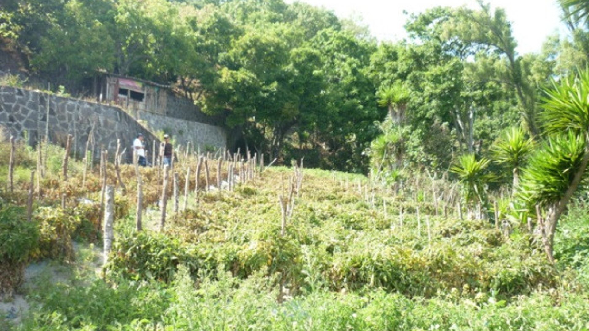 Terreno en venta en Aldea Chuitinamit Santiago Atitlán - Miniatura 2