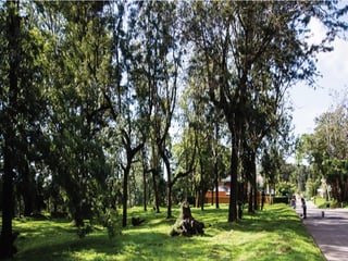 Terrenos en Venta, San Isidro zona 16 - 5
