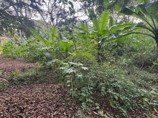 Terreno en Venta en Carretera San Lucas hacia Antigua - Image 7