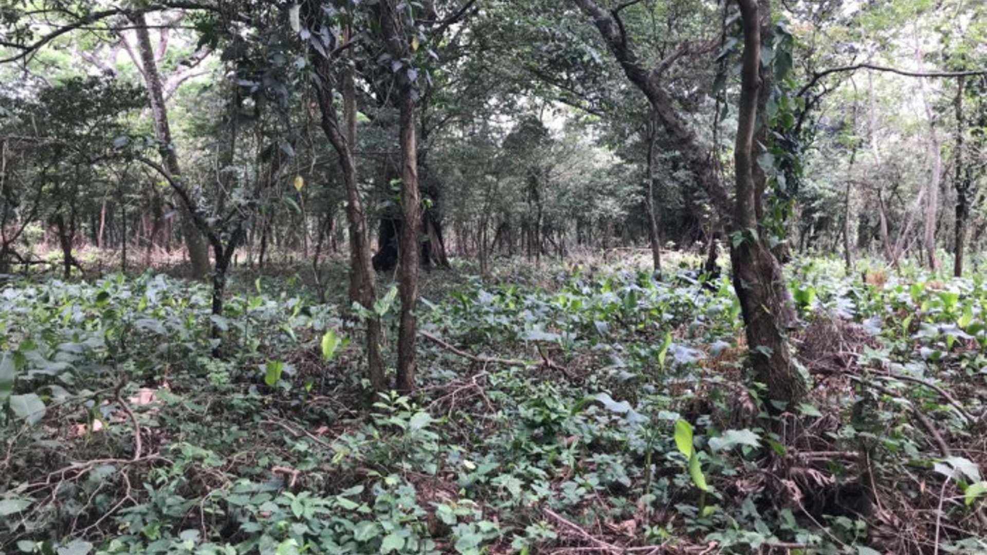 TERRENO EN VENTA CAMPO AVENTURA PALIN ESCUINTLA - Miniatura 6