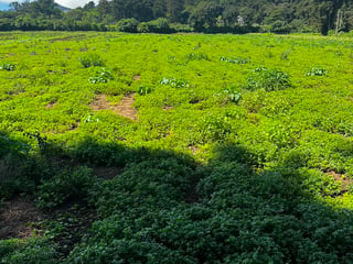 Terreno en Venta, Santa Lucia Milpas Altas  - 3