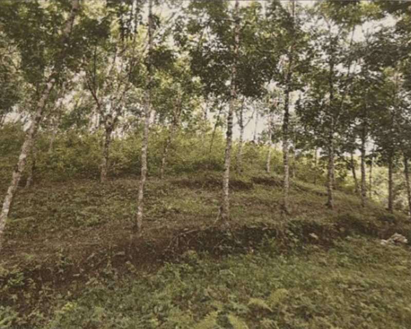 VENTA DE FINCA 2 CABALLERÍAS CON PLANTACIÓN DE HULE - IZABAL