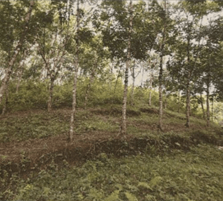 VENTA DE FINCA 2 CABALLERÍAS CON PLANTACIÓN DE HULE - IZABAL