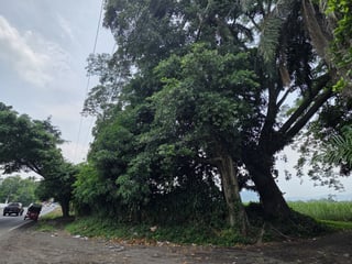 Terreno en Alquiler CA2 Carretera Escuintla- Siquinala - 2