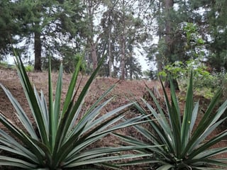 Terreno en Venta en Villa Ecuestre El Pulté Guatemala - 2