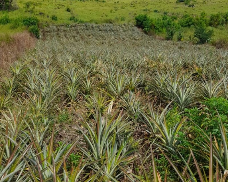 Vendo Terreno para Siembra  en Carretera a El Salvador