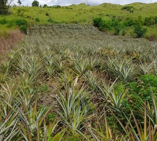 Vendo Terreno para Siembra  en Carretera a El Salvador