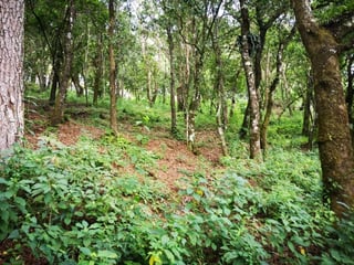 El Encinal/Terreno en venta - 2