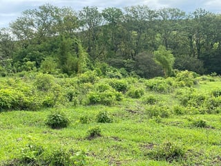 Terreno de 10 manzanas en venta – El Jocotillo, Villa Canales - 3