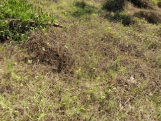 Terreno en VENTA en las Lisas Chiquimulilla - 5