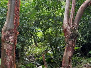 Terreno en Venta en Pichilingo, Pto Barrios, Izabal - 4