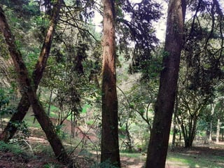 VENTA DE TERRENO EN SANTA ROSALIA LA LAGUNA - Image 6