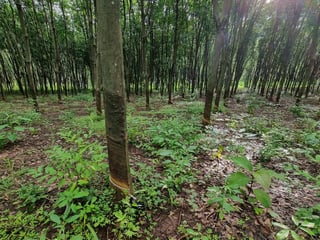 Finca en venta en Coatepeque Quetzaltenango Ref-5948 - 5