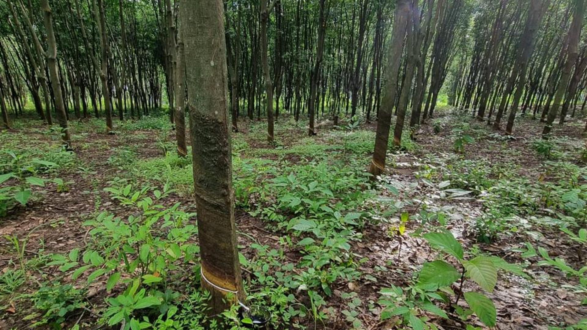 Finca en venta en Coatepeque Quetzaltenango Ref-5948 - Miniatura 5