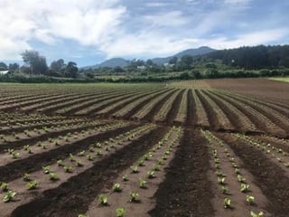 Terreno en Venta, Santa Lucia Milpas Altas  - 5
