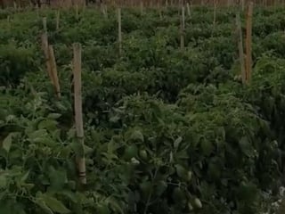 FINCA EN VENTA CON 293,500 Mts2 CON RÍO iNTERMEDIO - 2