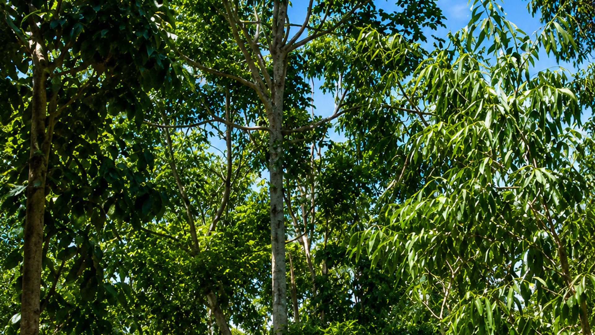 FINCA FORESTAL CERTIFICADA EN VENTA | ESCUINTLA GUATEMALA - Miniatura 9