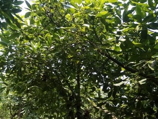 Terreno en venta en Pastores, Sacatepequez - 5