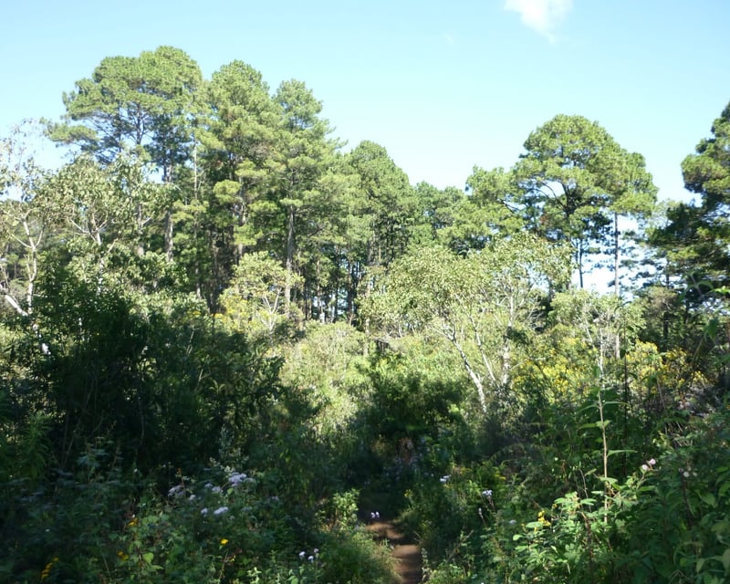 VENTA DE AMPLIO TERRENO - PIEDRA PARADA, SANTA CAT. PINULA