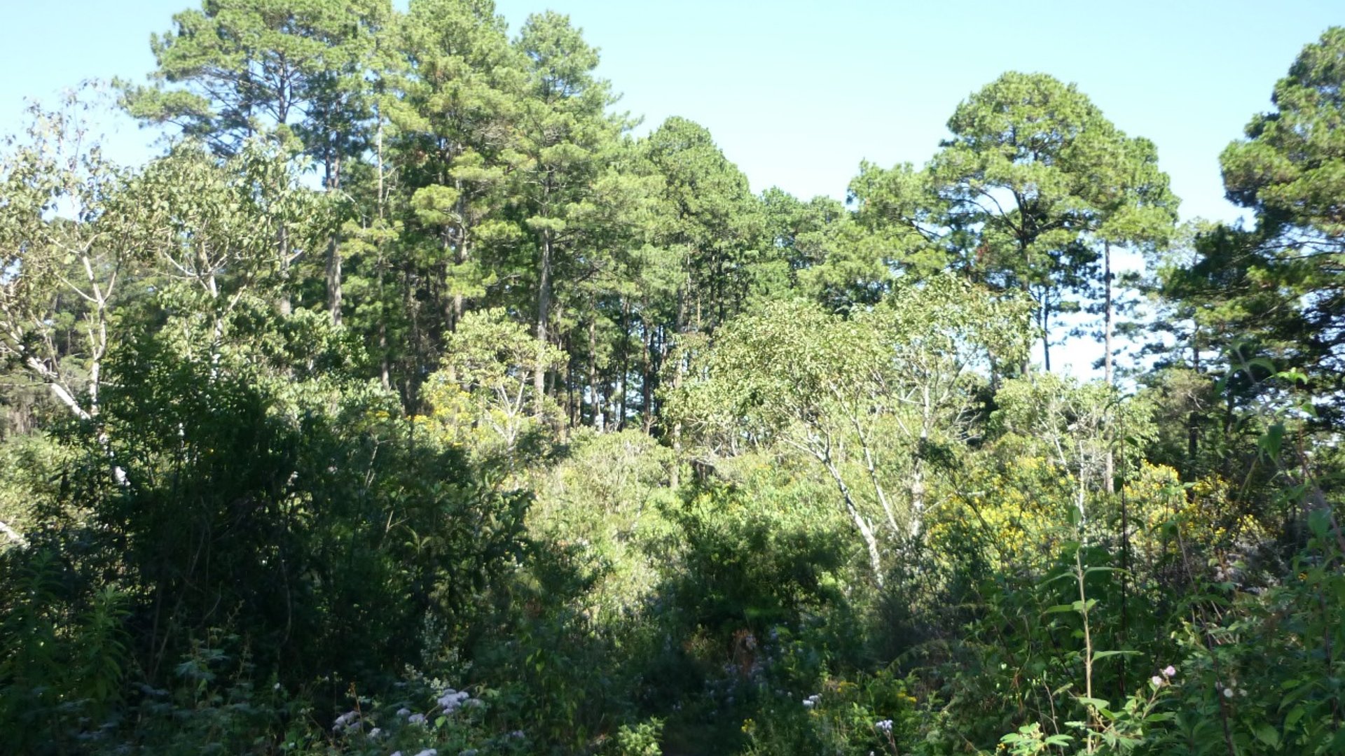 VENTA DE AMPLIO TERRENO - PIEDRA PARADA, SANTA CAT. PINULA