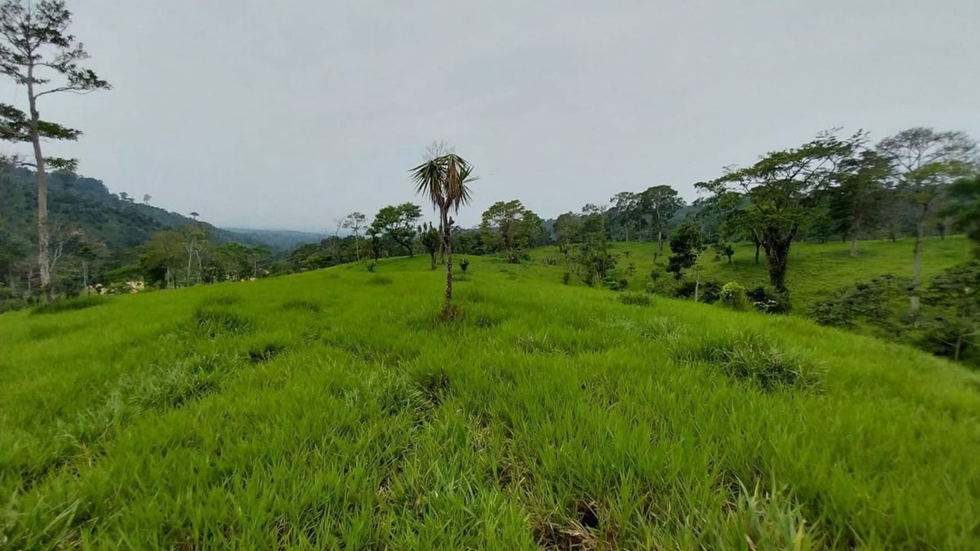 Finca en VENTA de 2 caballerías en Chicacao, Suchitepéquez - Miniatura 5