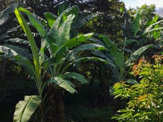 Vendo Terreno para Siembra  en Carretera a El Salvador - 3