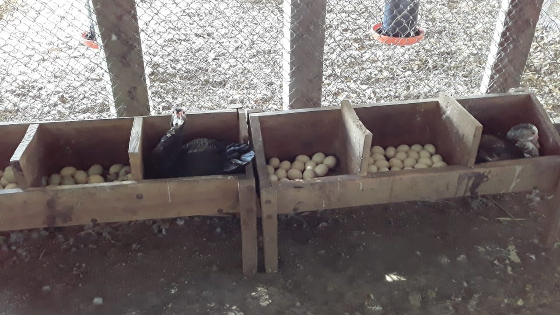 FINCA EN VENTA EN ALDEA EL SAUCE  - Miniatura 3