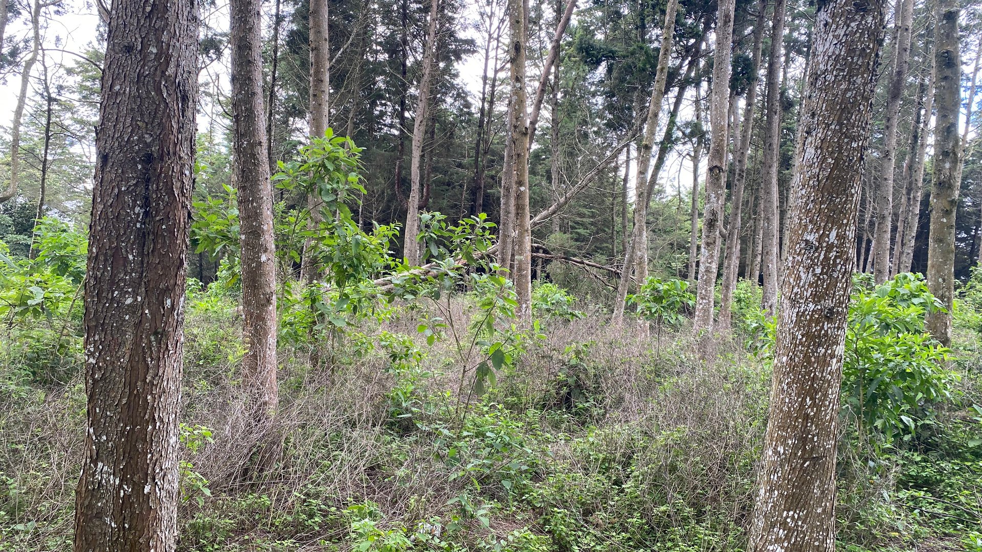 Terreno en Venta Aldea El Platanar, San José Pinula, Guatemala - Miniatura 2
