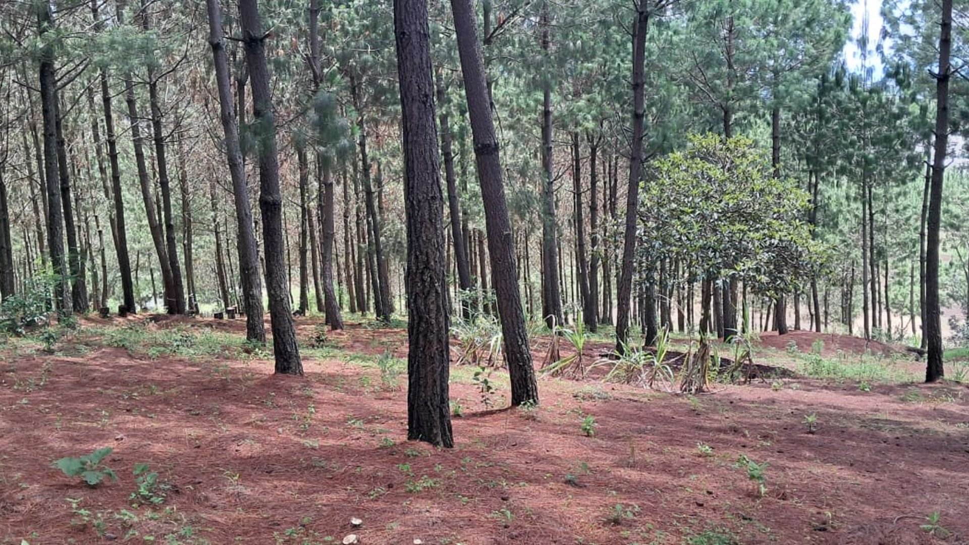 Parque ecológico en Venta en San Andres Itzapa Chimaltenango - Miniatura 11
