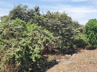 APROVECHE 6.42 MANZANAS A ORILLA AUTOPISTA A PUERTO QUETZAL!!! - 4