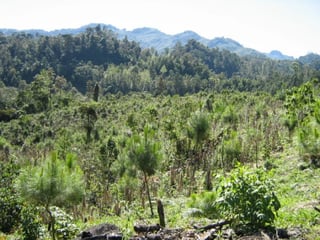 En Venta Finca San Juan Chamelco, Coban - 5